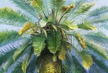"Male Date Palm" - Edith Bergstrom